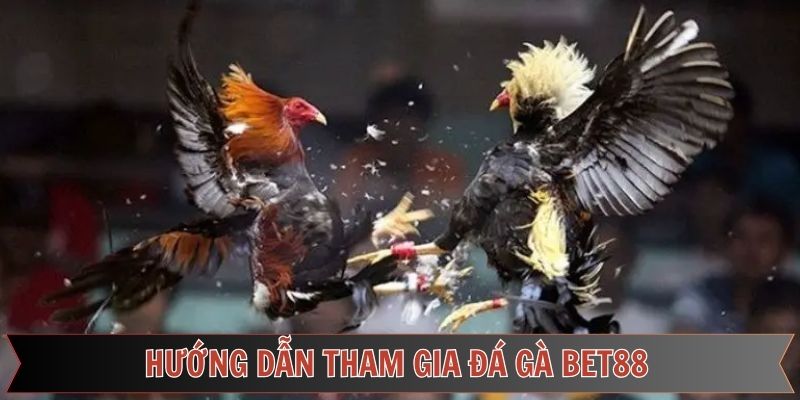 Cách thức tham gia đặt cược đá gà Bet88