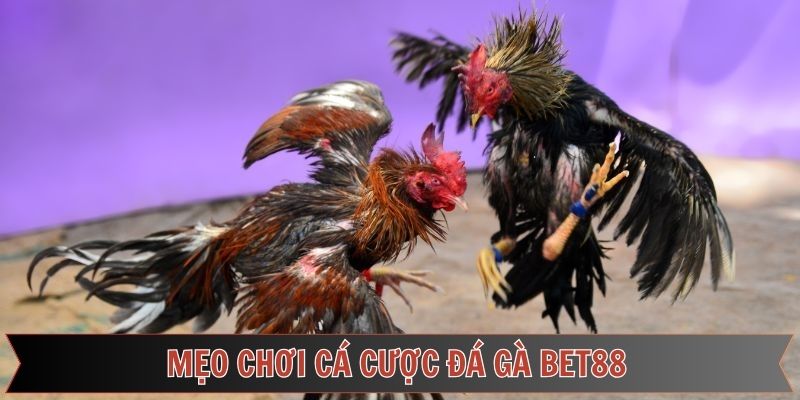 Mẹo cược đá gà bet88 hiệu quả giúp kê thủ luôn thắng