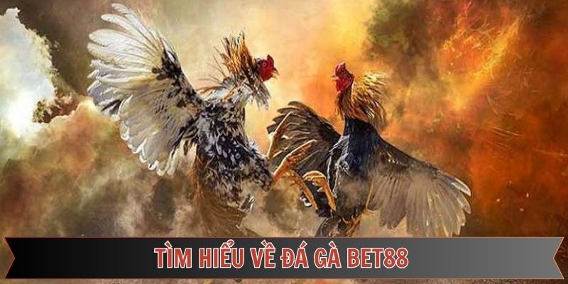 Lựa chọn hàng đầu hiện nay của kê thủ