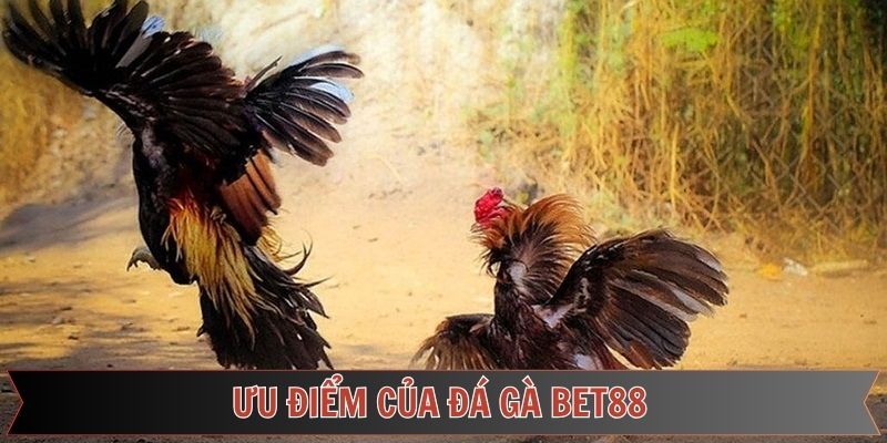 Lý do khiến sảnh cược trở thành điểm giải trí hấp dẫn